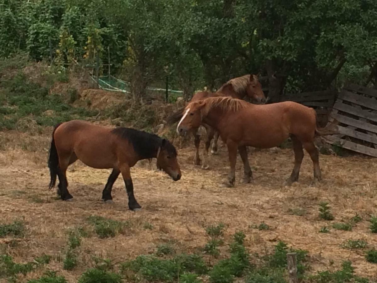 Casa Rural El Rincon De Maria ビジョスラド・デ・カメロス エクステリア 写真